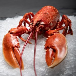Homard Bleu Francais ( environ 600gr )