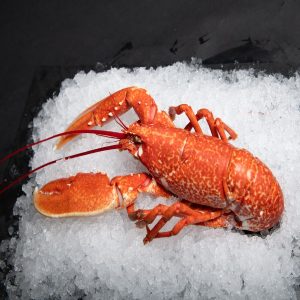Homard Canadien ( environ 600gr )