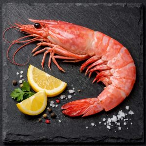 Grosse Gambas sauvage